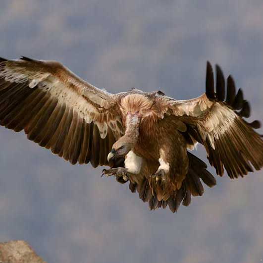 手机短信轰在线轰炸免费